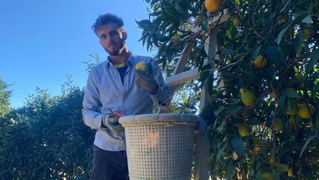 Tescilli Finike Portakalında Üreticinin Yüzü Güldü 4